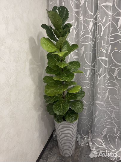 Фикус лирата