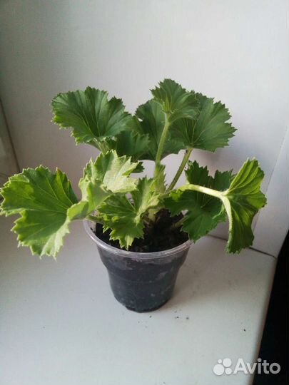 Герани Королевские и Лечебная,душистая