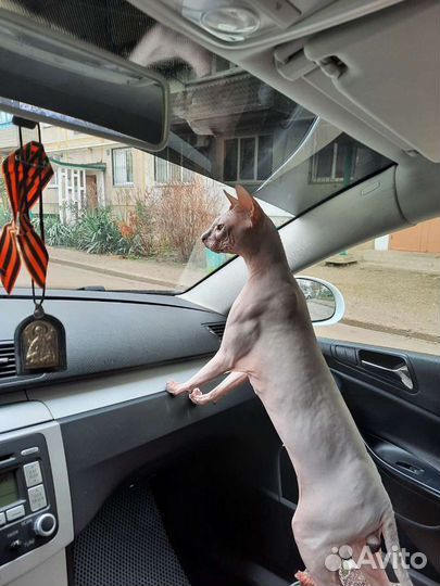 Донской сфинкс вязка