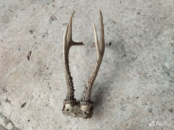 Рога оленя