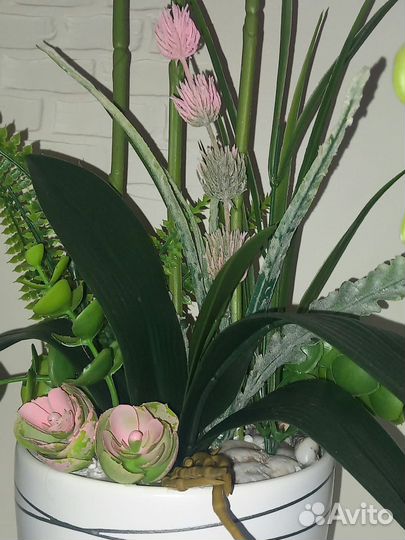 Орхидея дендробиум