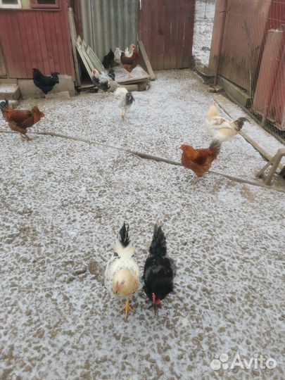 Петухи молодые деревенские