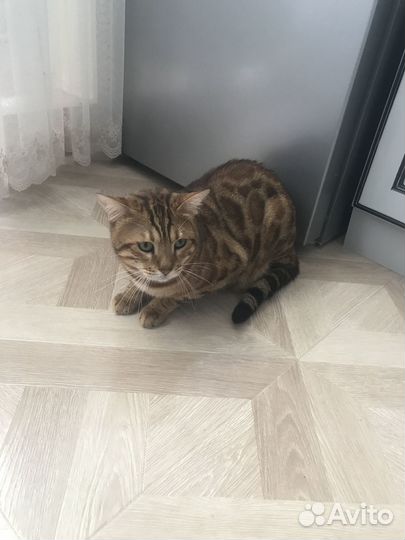 Продам кота