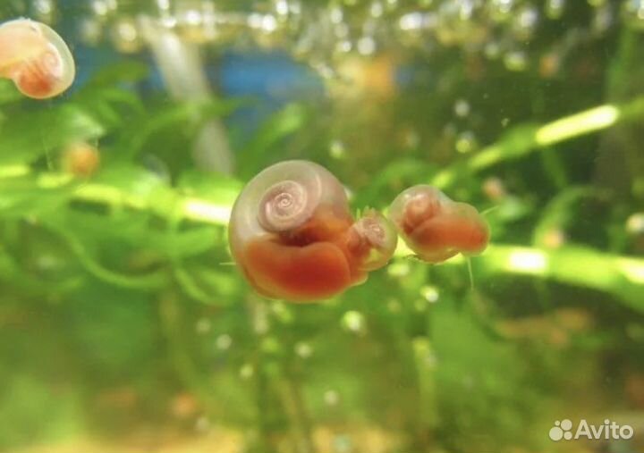 Улитки катушки