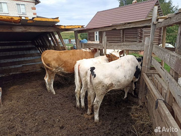 Бычки и телки