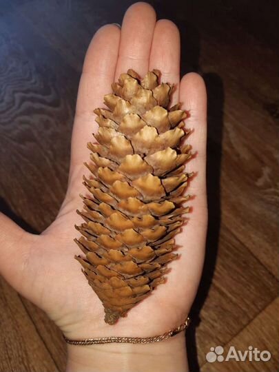 Еловые шишки