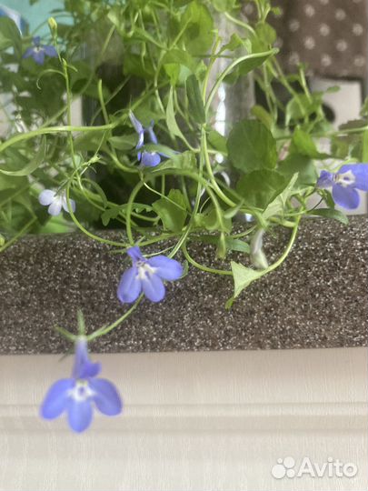 Лобелия ампельная