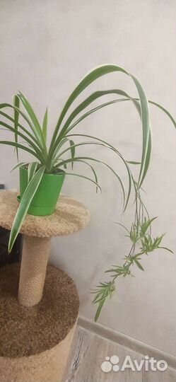 Хлорофитум