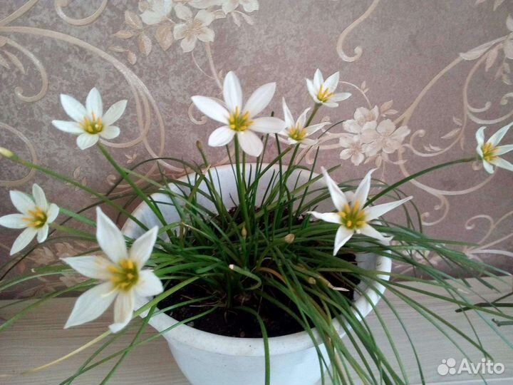 Луковичные растения