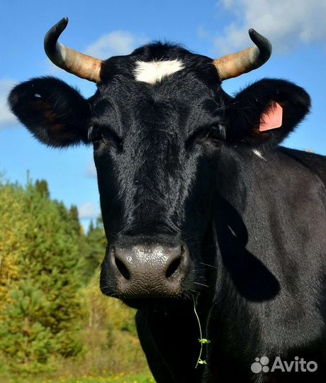 Корова высокоудойная