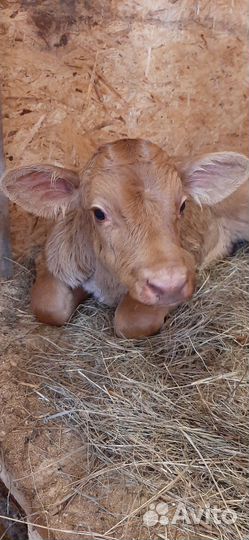 Бычок красногорбатовский