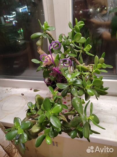 Денежное дерево толстянка крассула