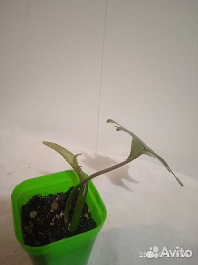 Филодендрон и К