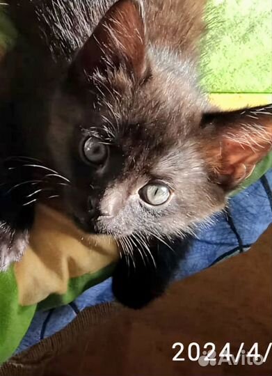 Коты отдам в добрые руки