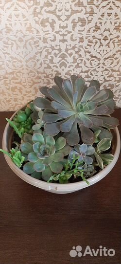 Композиция из суккулентов Суккуленты