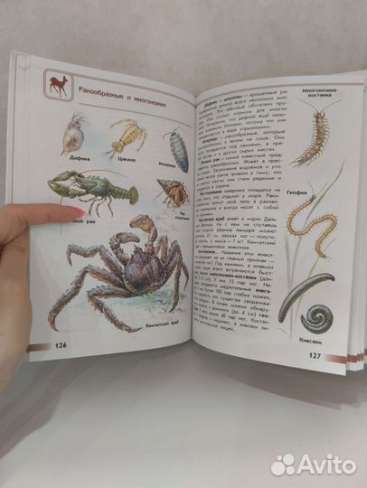 Атлас определитель плешаков