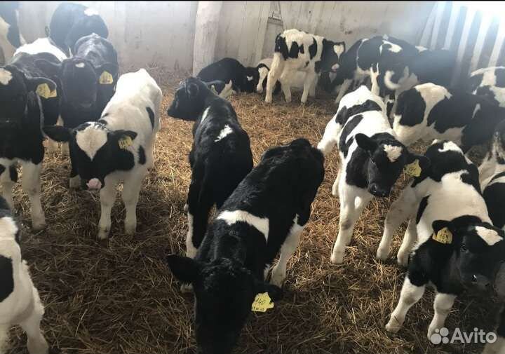 Телята бычки