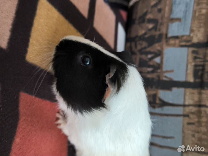 Морские свинки