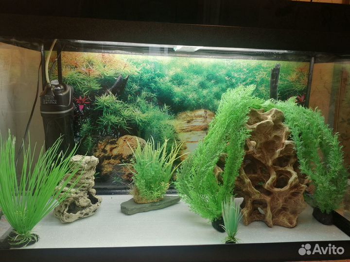 Аквариум