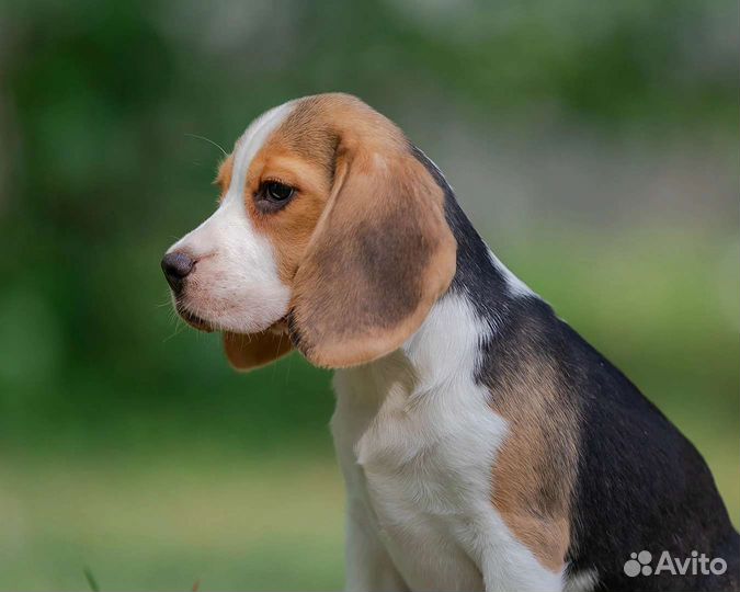 Щенки бигль - девочка