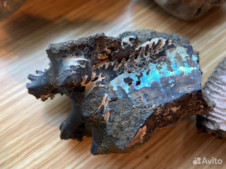 Фрагменты аммонитов