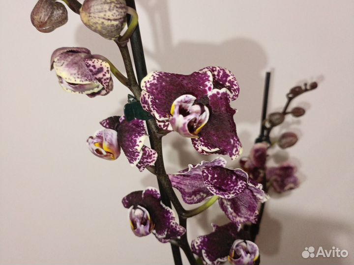 Орхидея фаленопсис