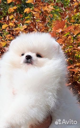 Щенок шпица