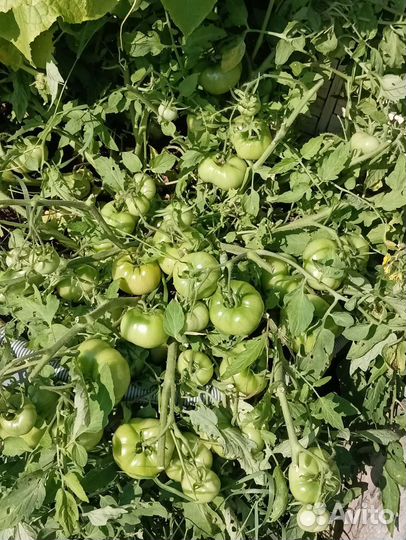 Томат Монгольский карлик