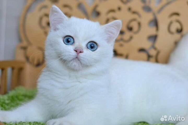 Британская короткошерстная ny1233