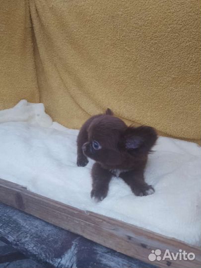 Мини мальЧих