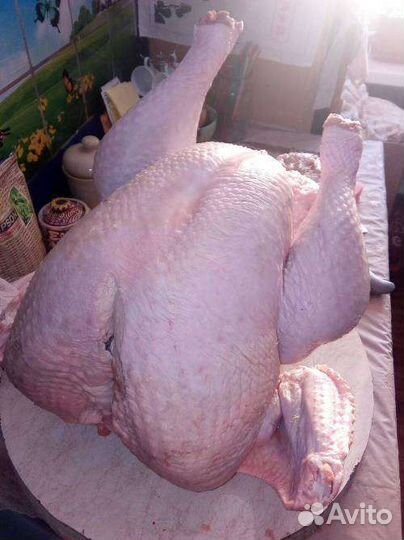 Индюшата тяжёлого кросса Биг-6