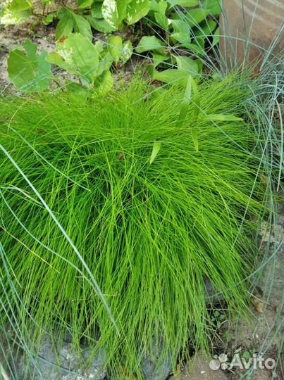 Овсяница жёлтая