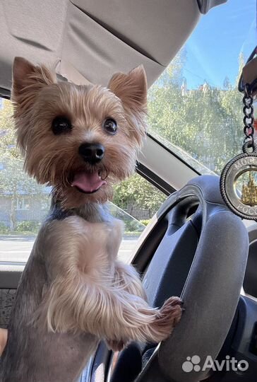 Йоркширский терьер(Вязка)