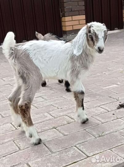 Коза нубийская
