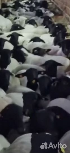 Овцы Дорпер Катумские ягнята