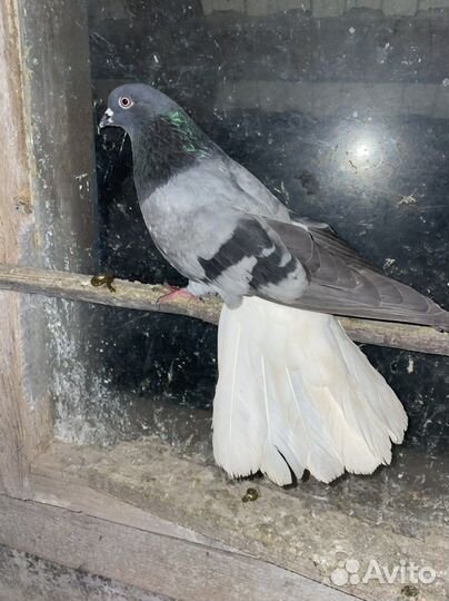 Николаевские голуби