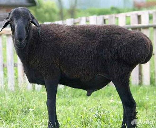 Баранина Овцы Ягнята