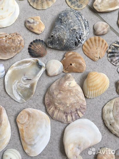 Ракушки 160 штук