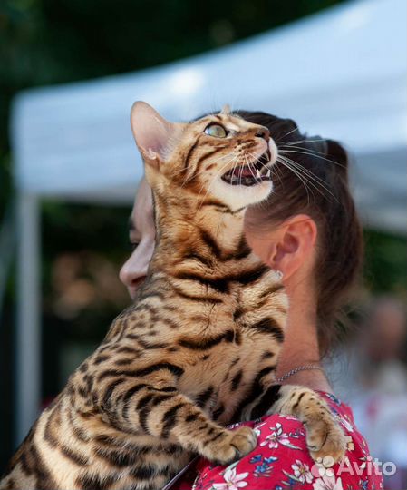 Чистокровные бенгальские котята