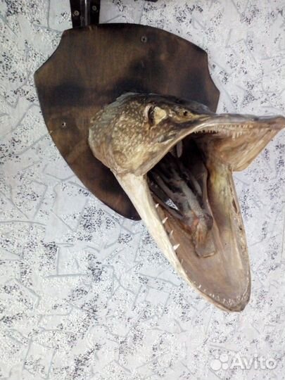 Чучело щуки