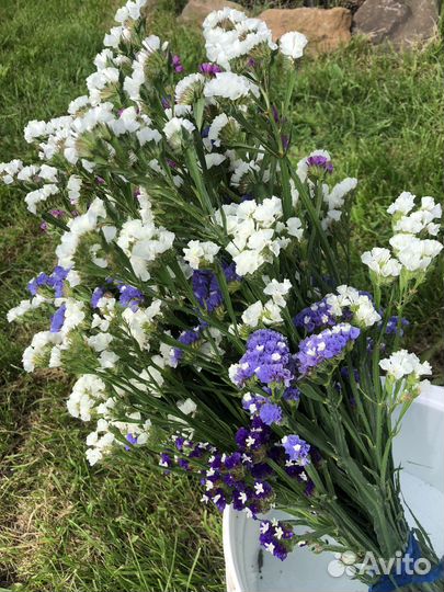 Сухоцветы в срезке