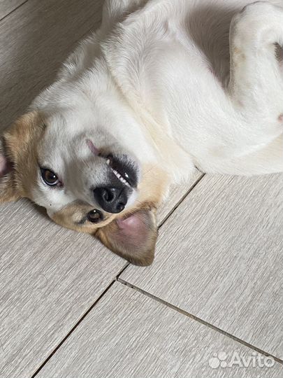 Собачка в самые добрые руки