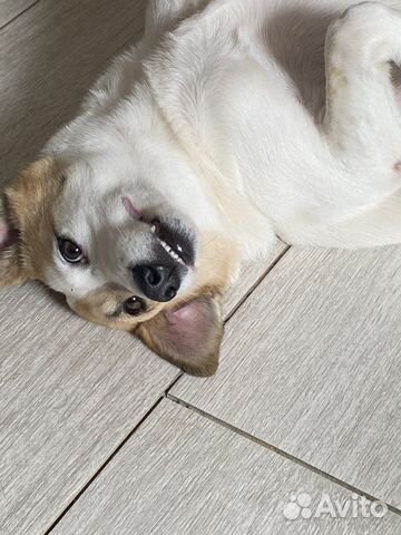 Собачка в самые добрые руки