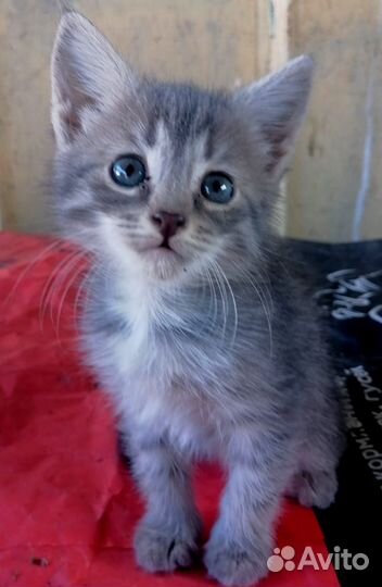 Отдадим котят в добрые руки