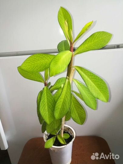 Комнатные цветы Синадениумом (молочай) Гранта