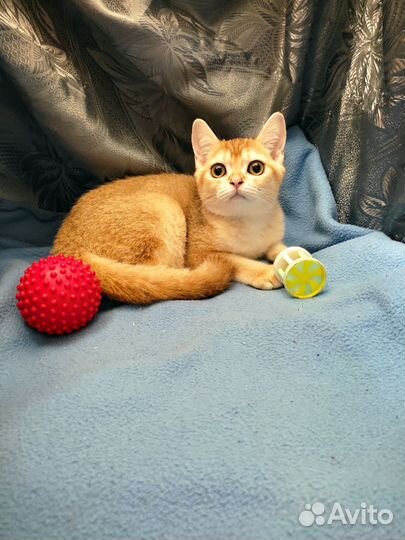 Шотландская