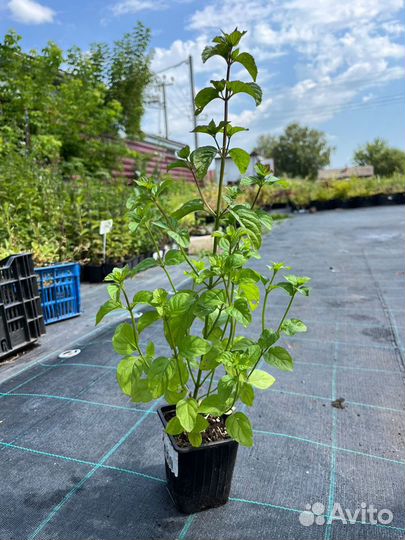 Саженцы мяты сортовой