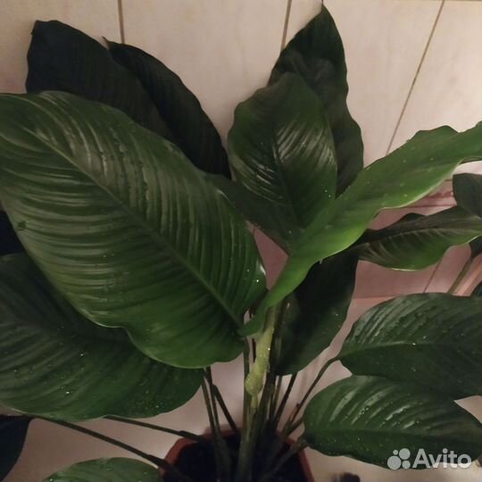 Спатифиллум