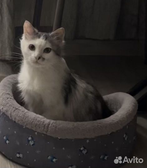 Кот Марик