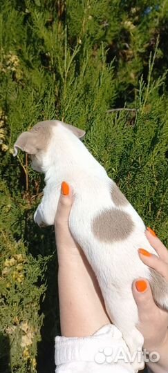 Мальчишки чихуашки